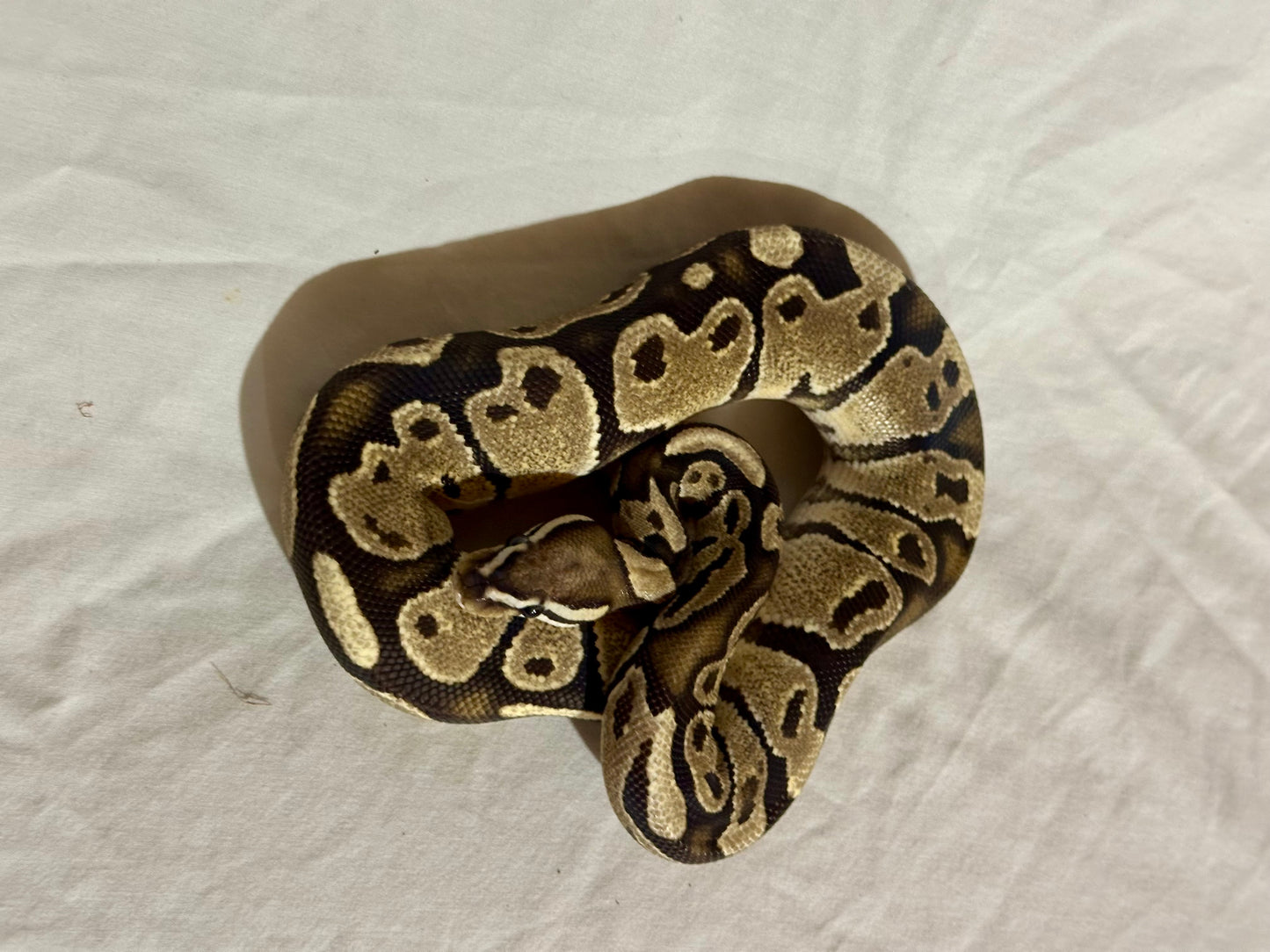 Female Het Red Axanthic Vanilla Ball Python