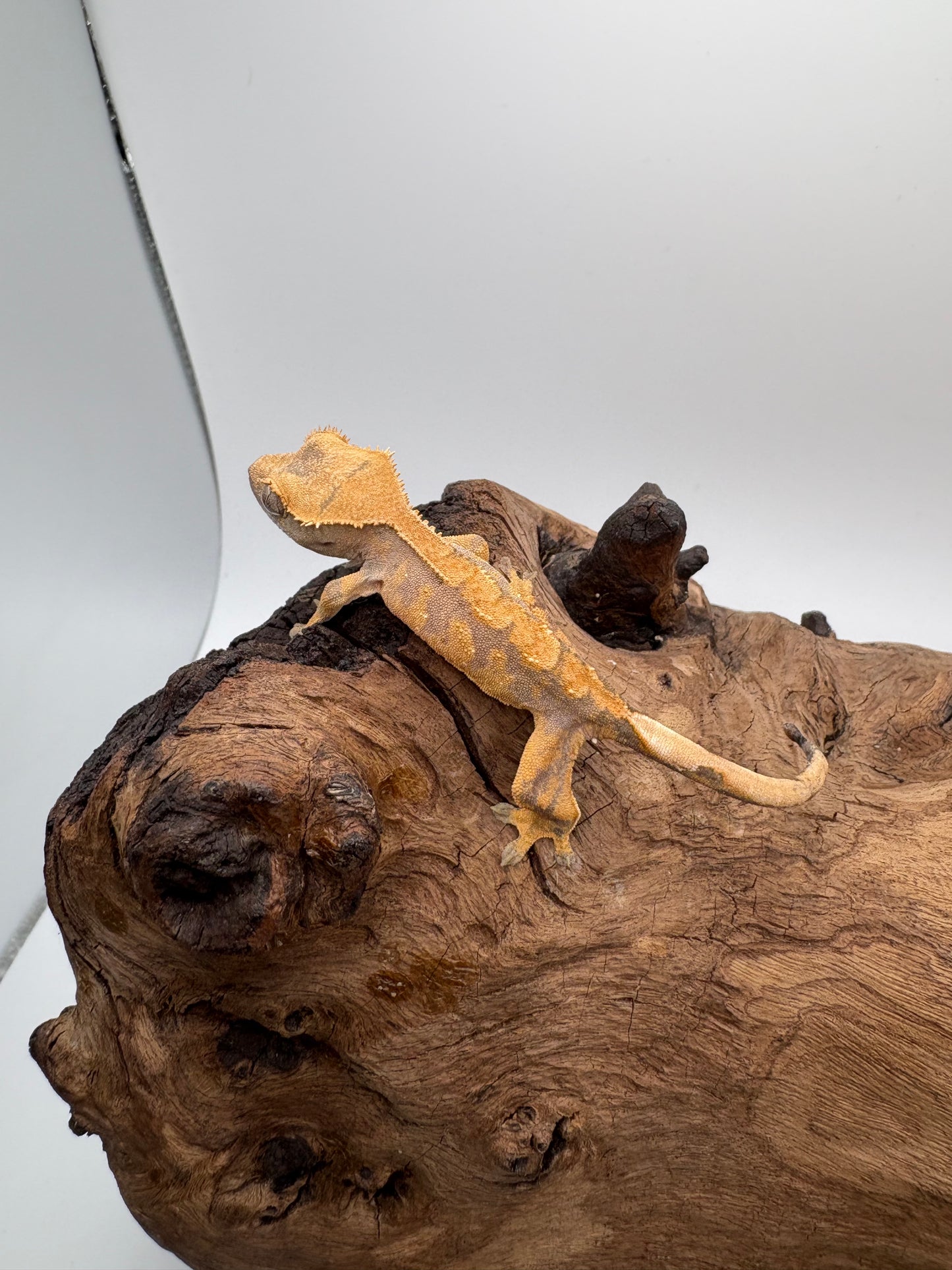 Juvenile Harlequin MC2-17j