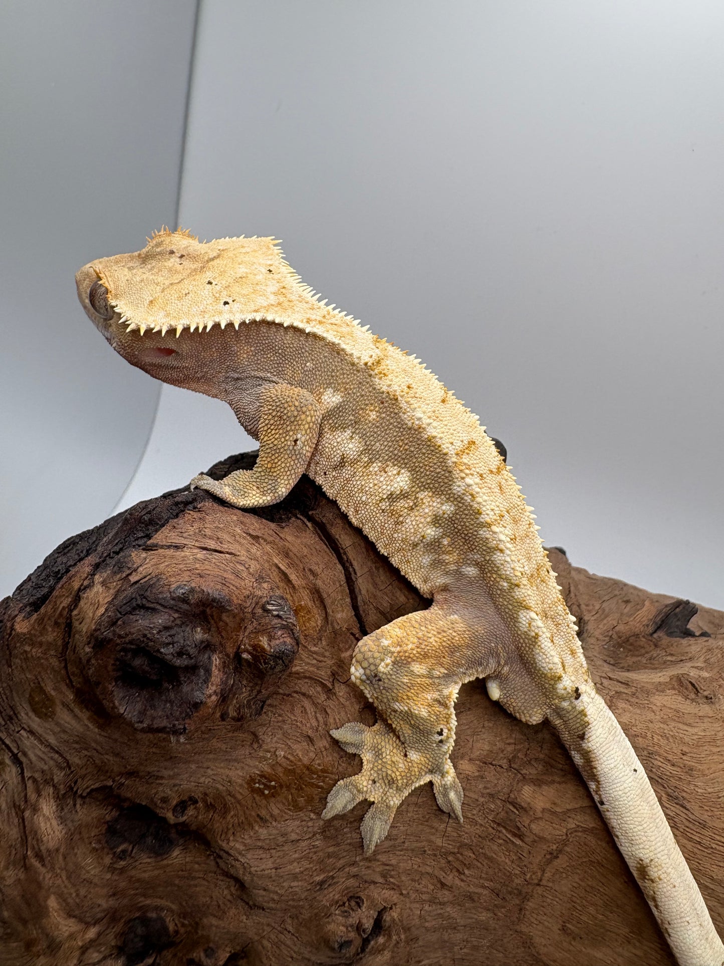 Male Harlequin MC1-01M
