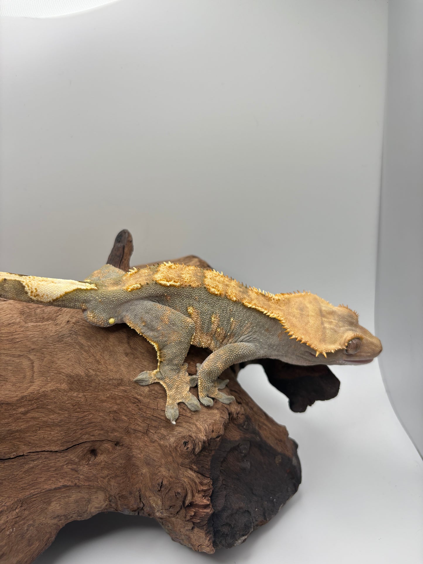 Male Harlequin BAC-01M