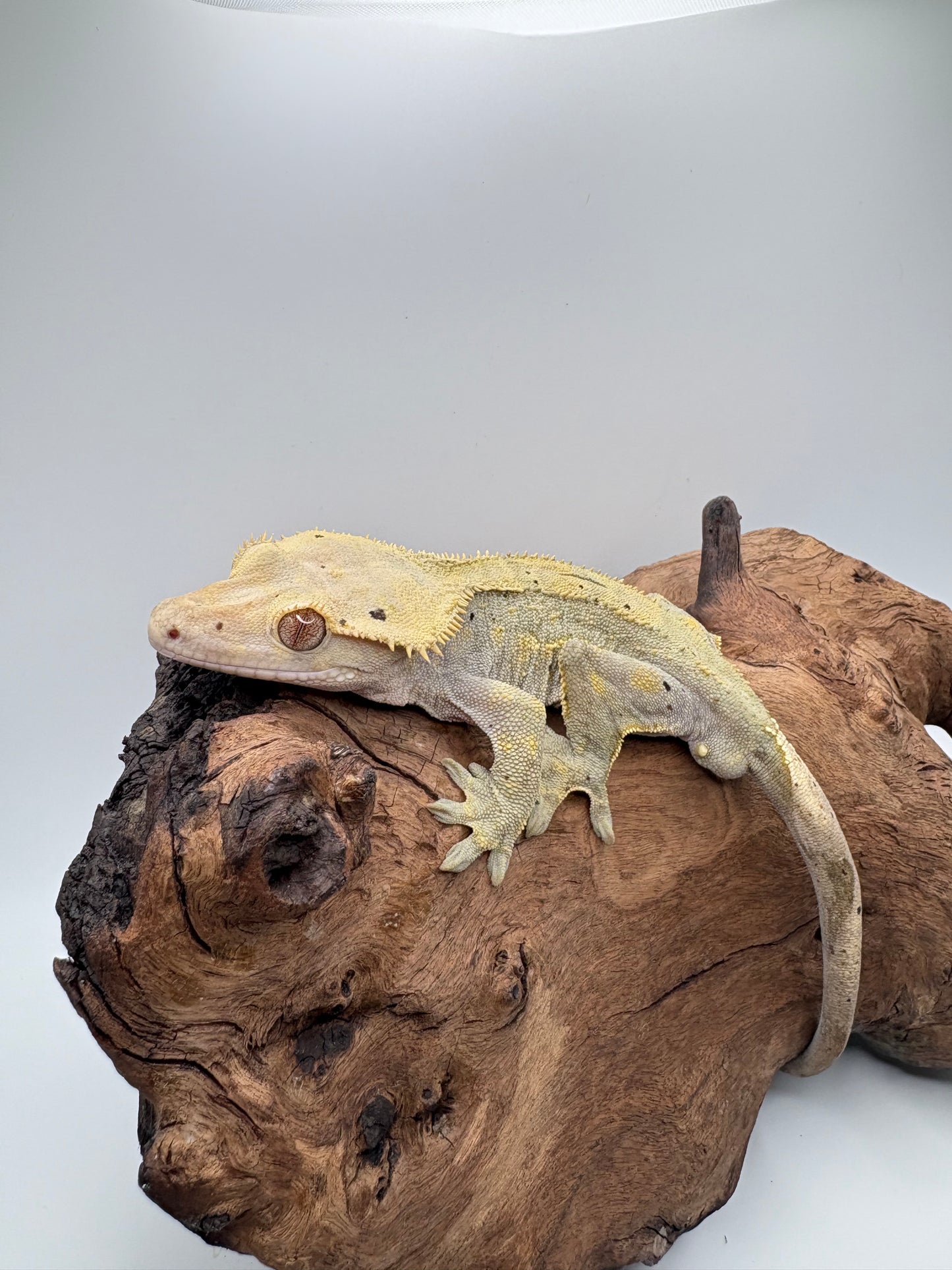 Male Tiger Dalmation MC2-10M