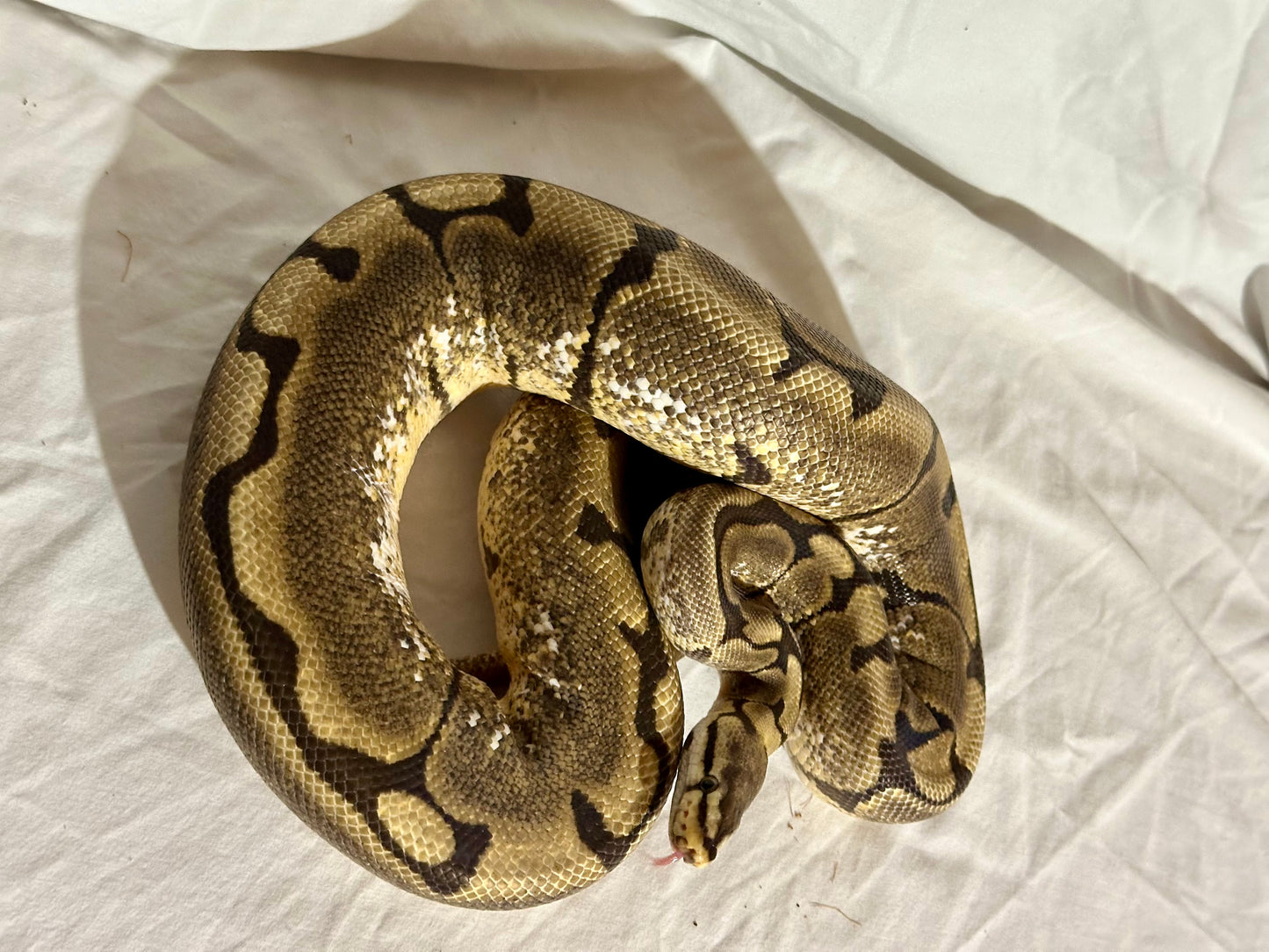 Female Spider het Pied (proven breeder) Ball Python