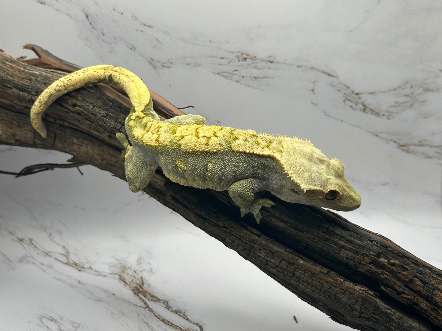 Harlequin Partial Pinstipe 66% Axanthic OC2-02M