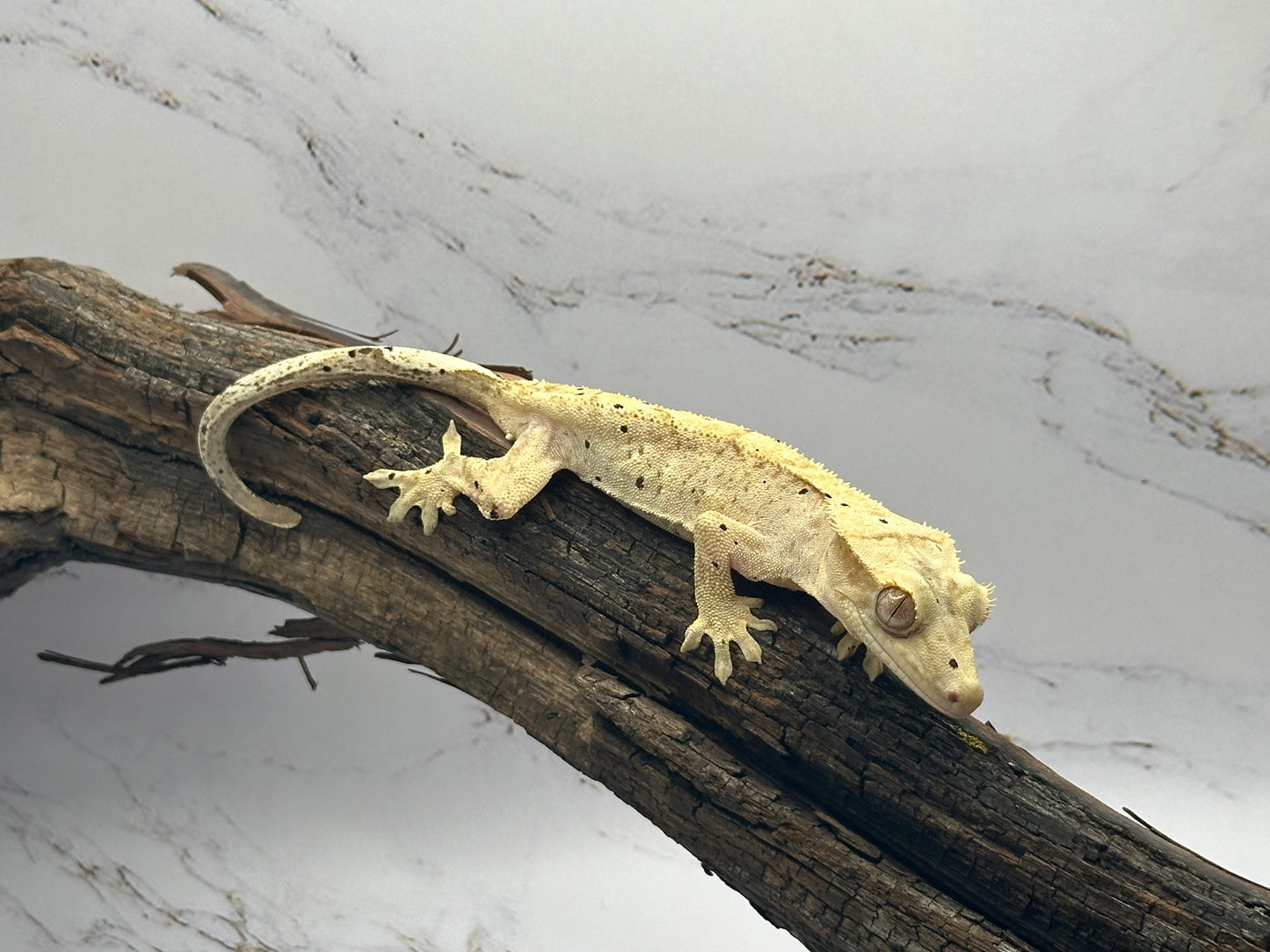 Brindle Dalmation MC2-20F