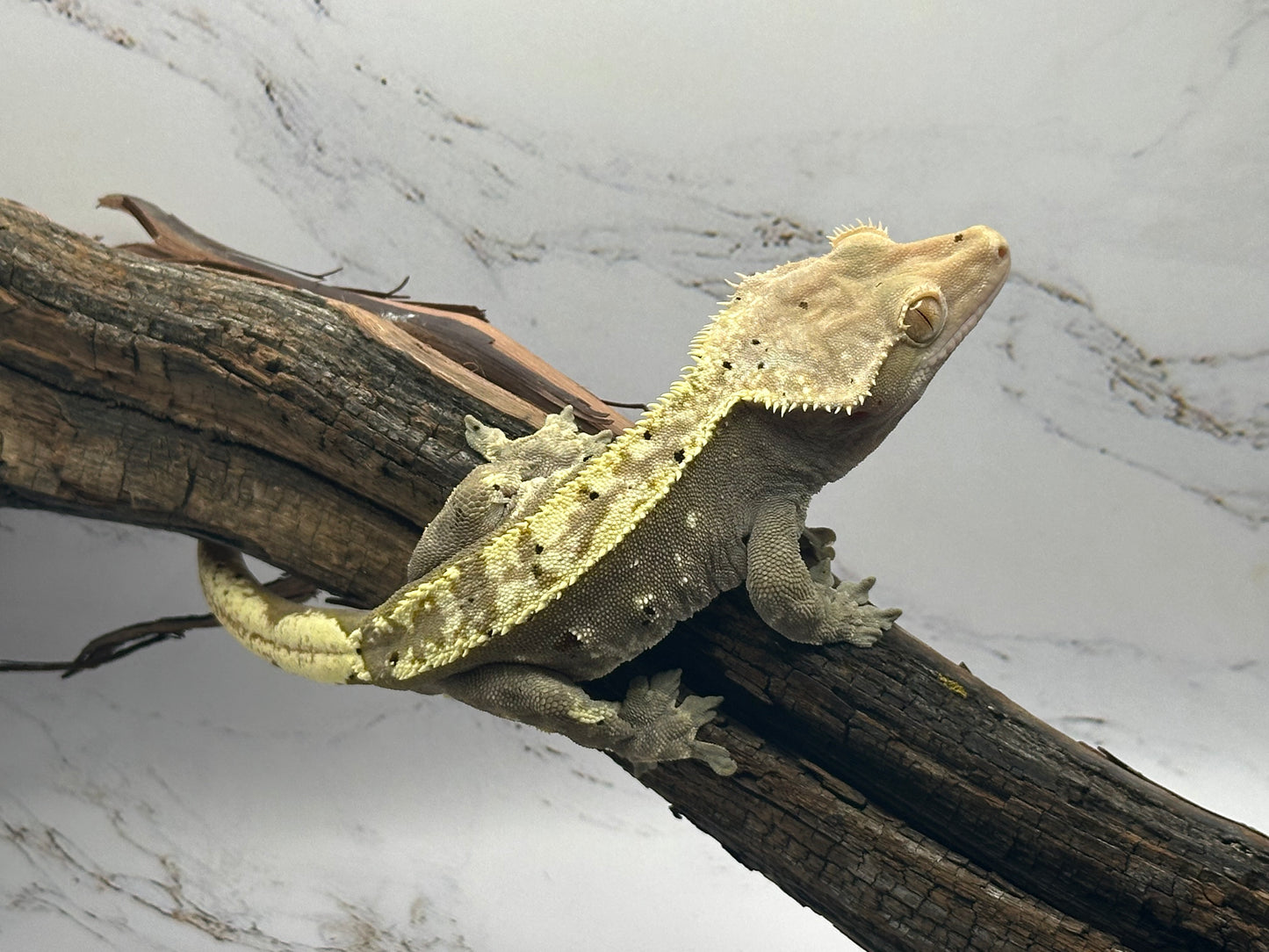 Harlequin Male Crested Gecko CC-11M