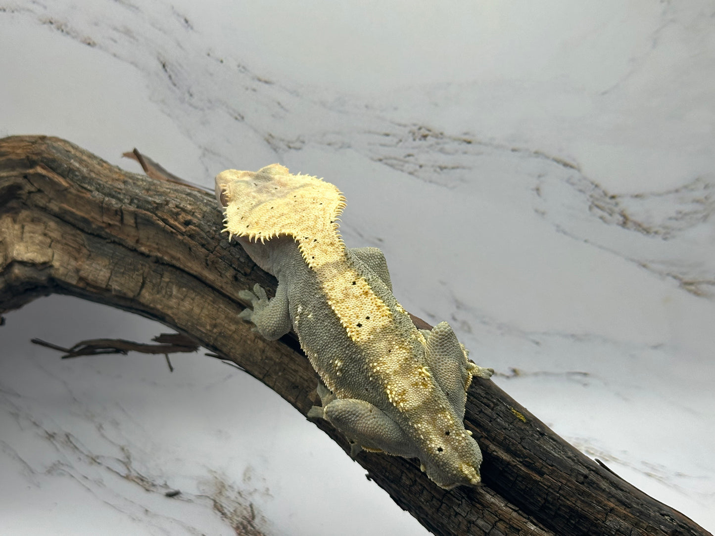 Harlequin Male Crested Gecko BAC-50M