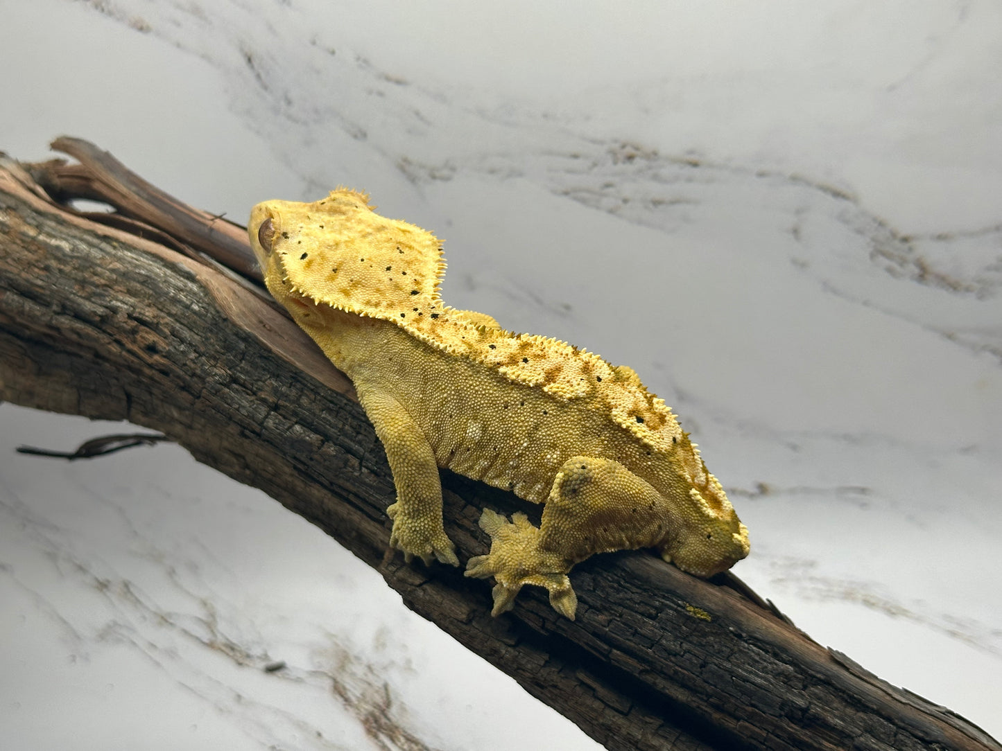 Harlequin Male Crested Gecko BAC-25M