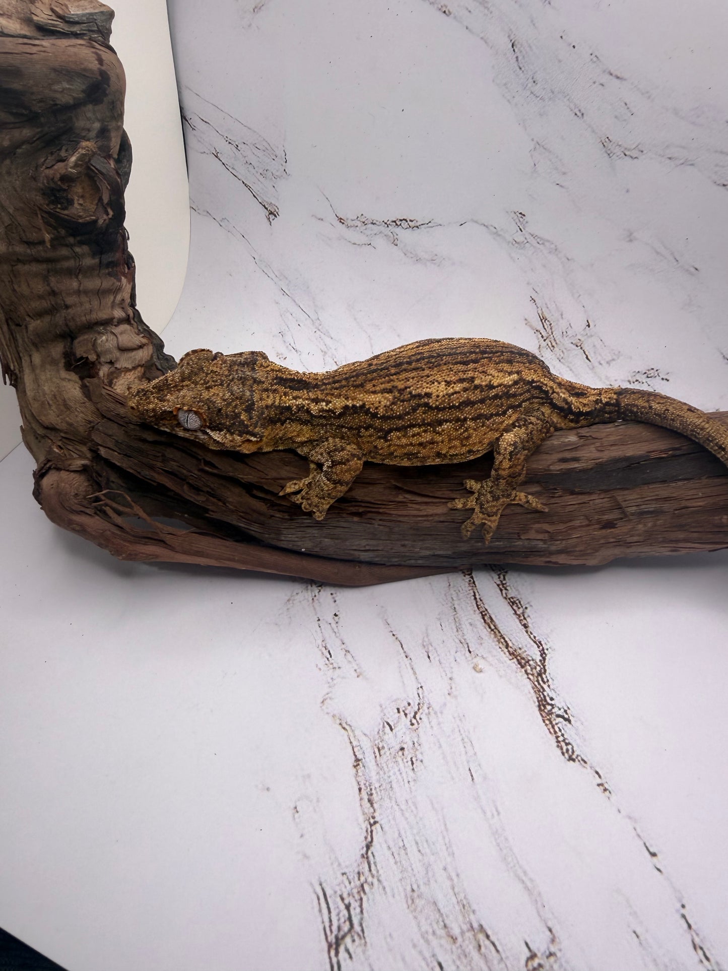 female Gargoyle Gecko GA-1