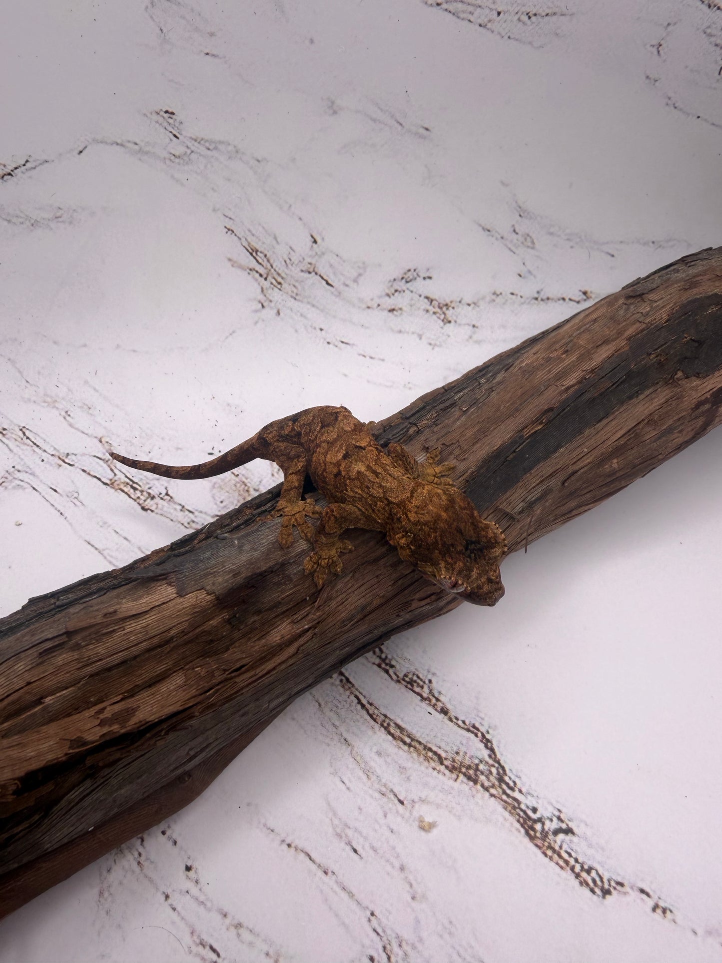 Main Island Chahoua Gecko Juv