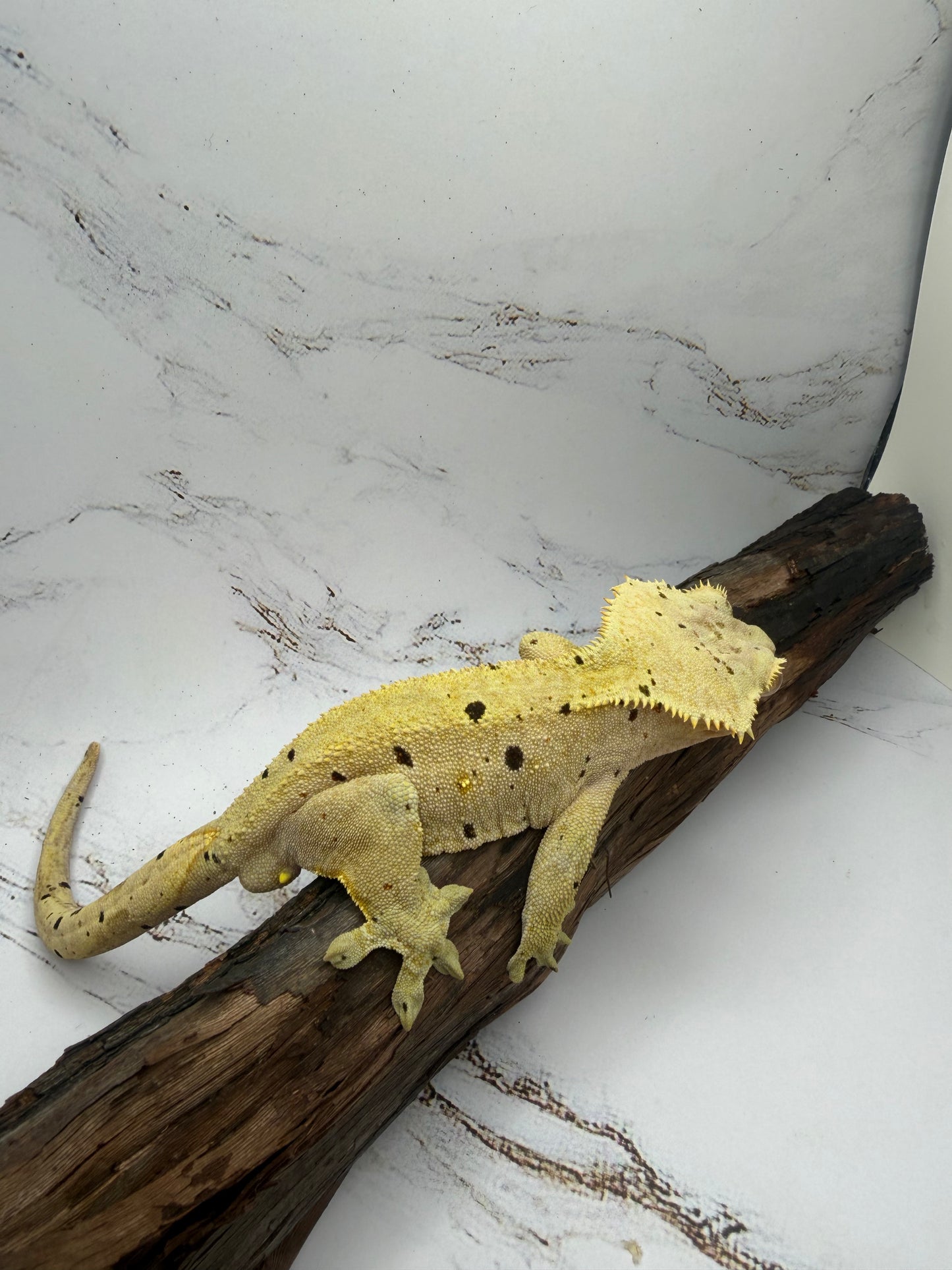 Dalmatian Male Crested Gecko CC