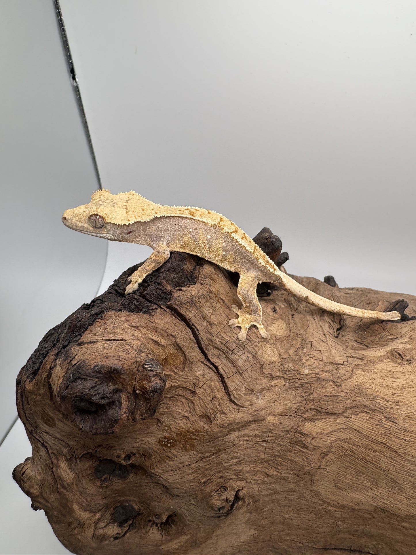 Juvenile Extreme Harlequin Partial Pinstripe OC1-01J