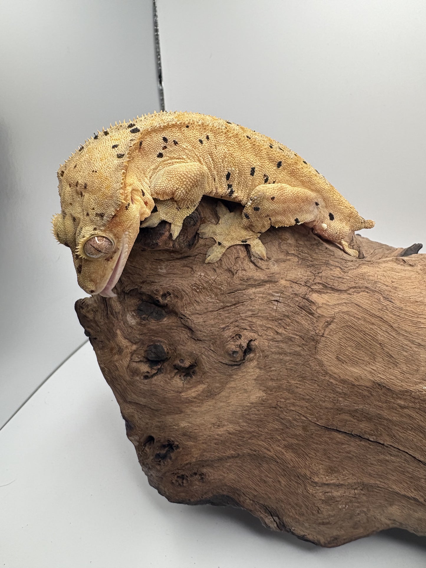 Male Dalmation Crested Gecko OL-01M