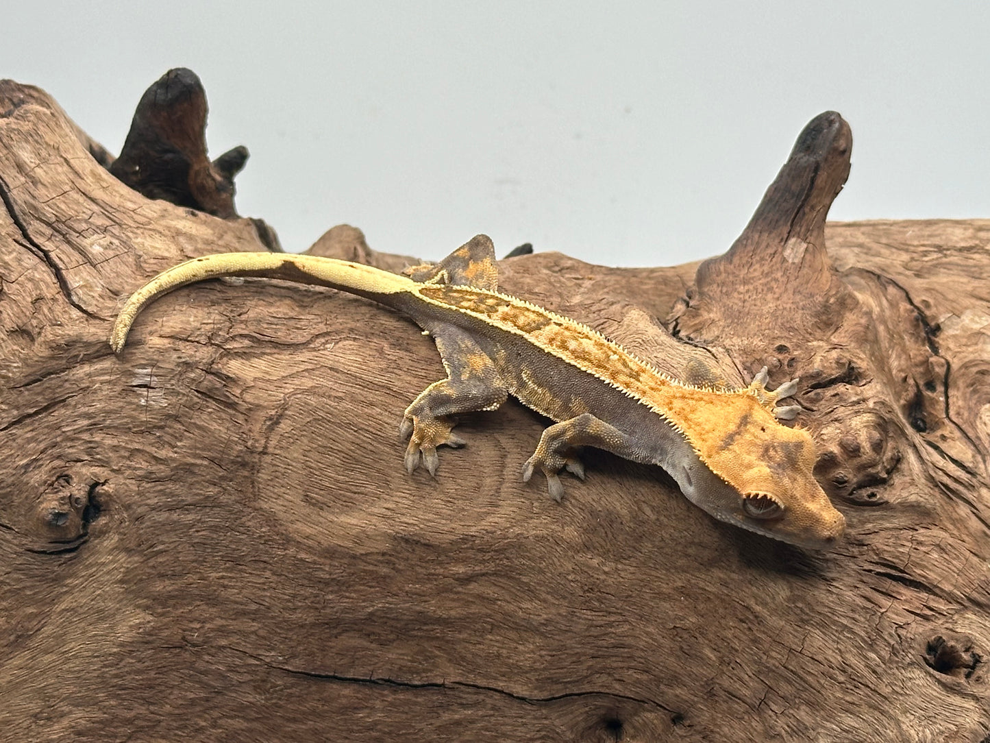 Juvenile Harlequin Crested Gecko NC-21j