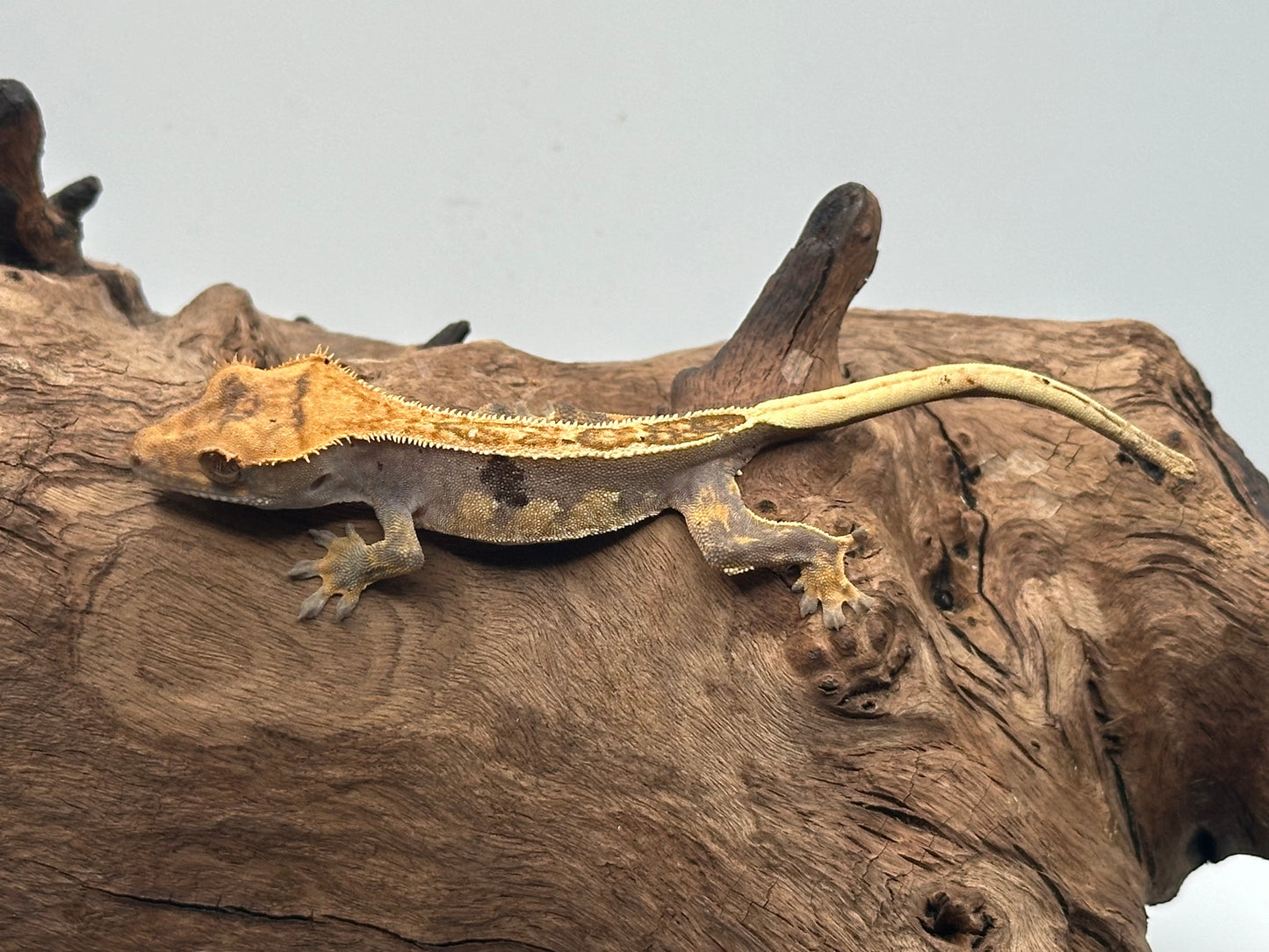 Juvenile Harlequin Crested Gecko NC-21j
