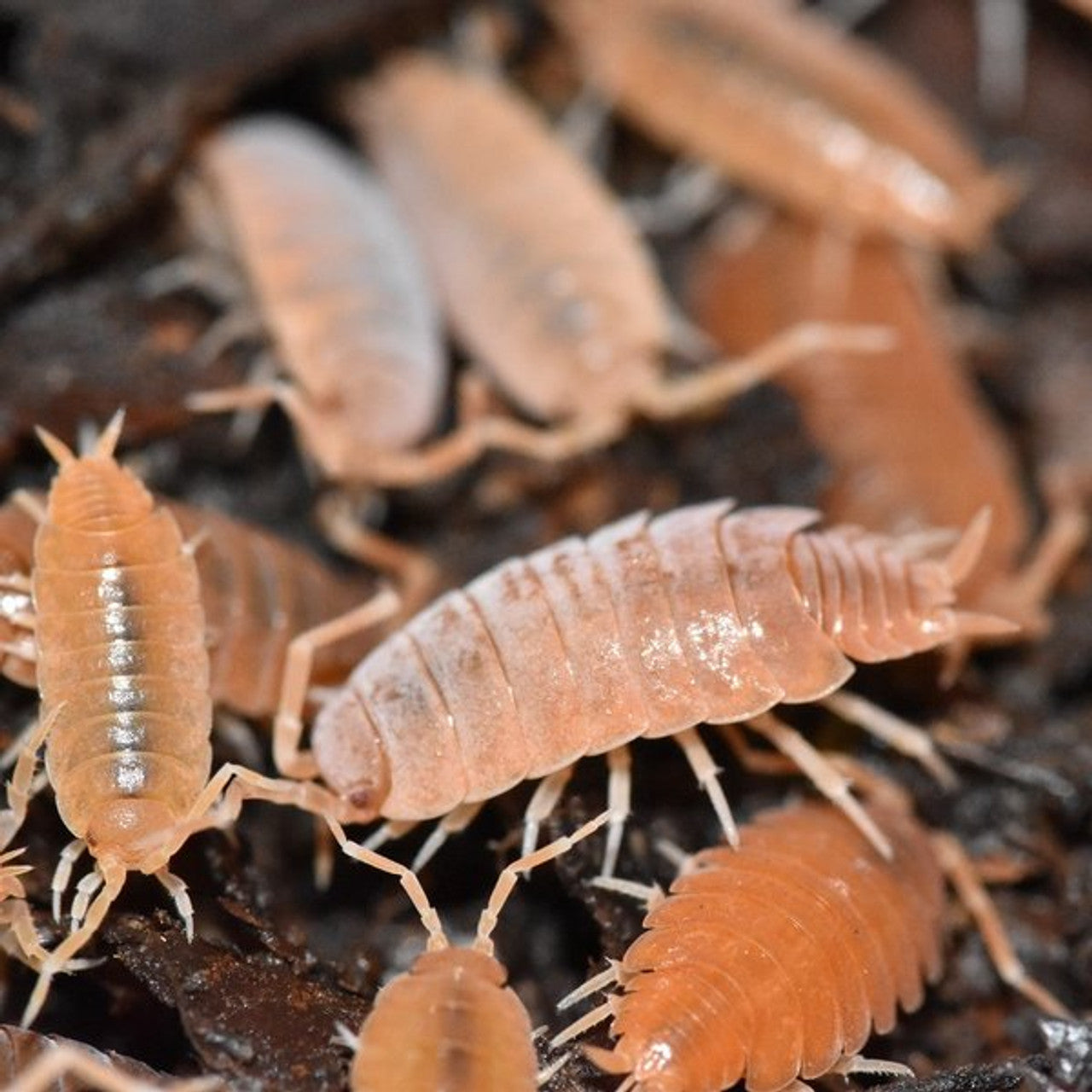 Powder Orange Isopods (Porcellionides pruinosus)