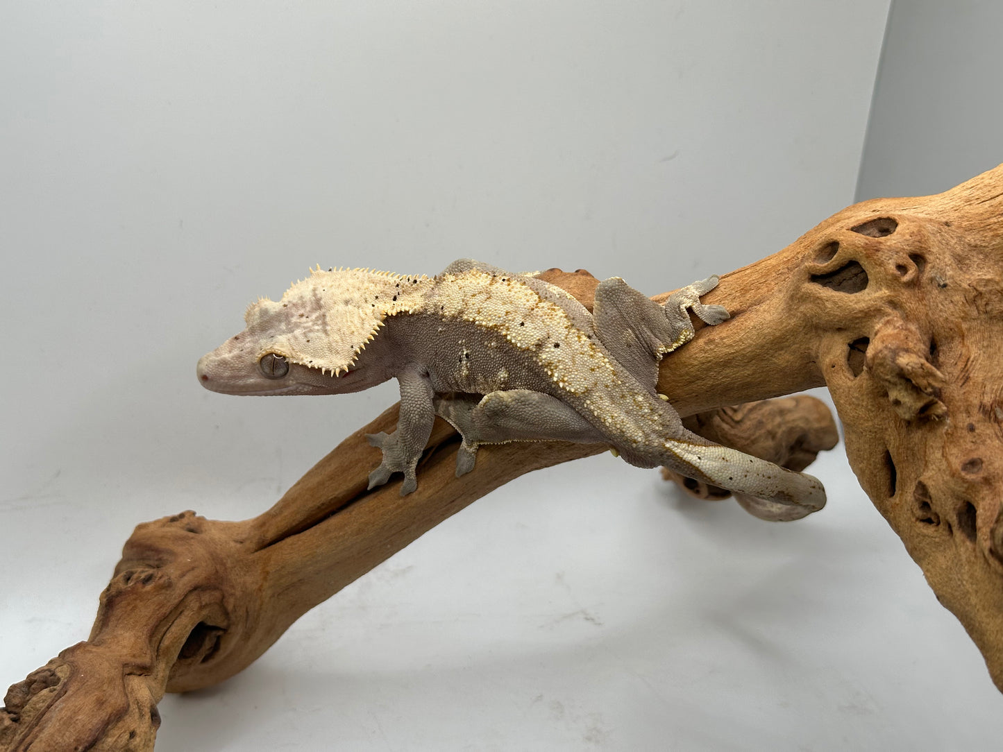 Harlequin Male Crested Gecko MC2-08M