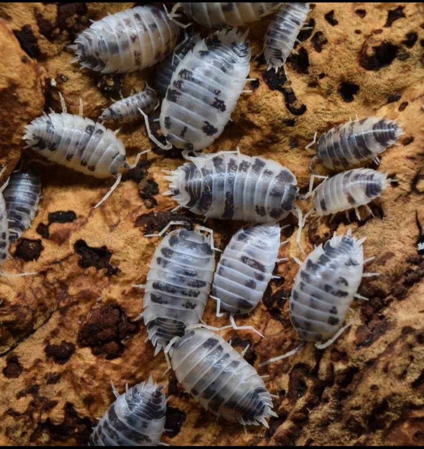 Dairy Cow Isopods(Porcellio laevis)