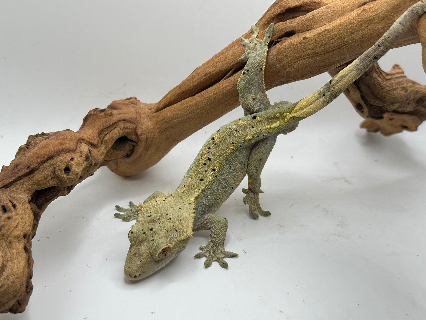 Dalmation Male Crested Gecko Mc2-12m