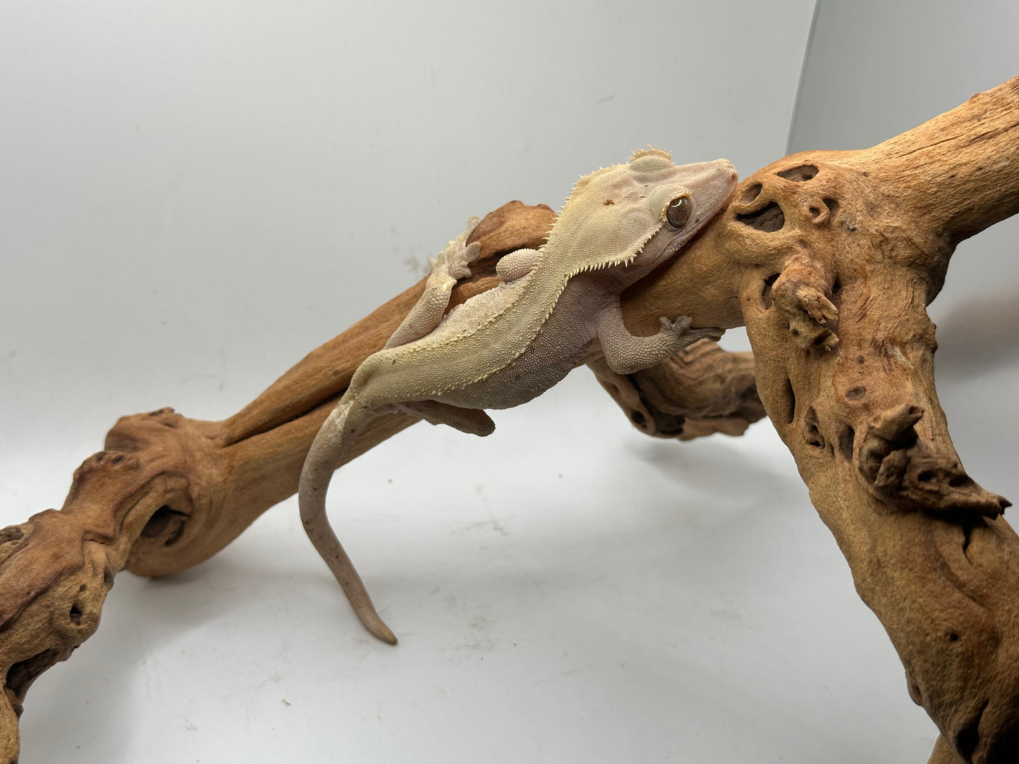 Male Phantom Crested Gecko Mc1-28m