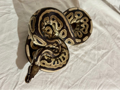 Male Red Axanthic het pied