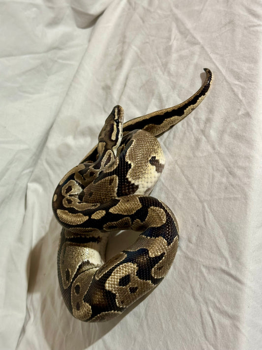 Male Vanilla Ball Python