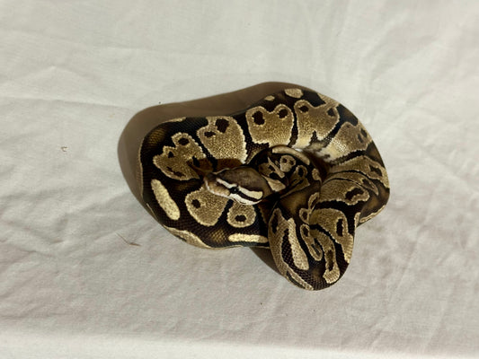 Female Het Red Axanthic Vanilla Ball Python