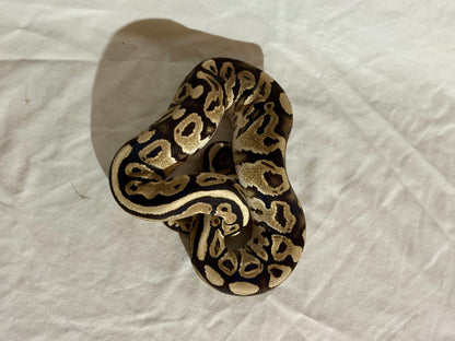 Female Het Red Axanthic Ball Python