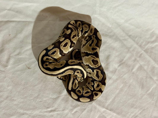 Female Het Red Axanthic Ball Python
