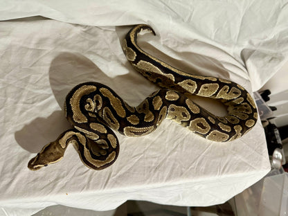 Female Fire Ball Python