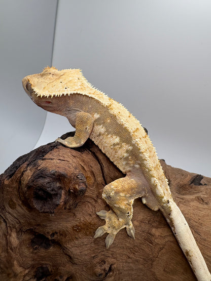 Male Harlequin MC1-01M