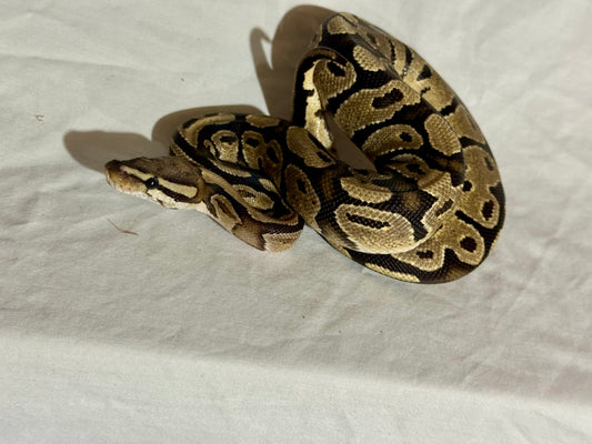 Female Vanilla Ball Python