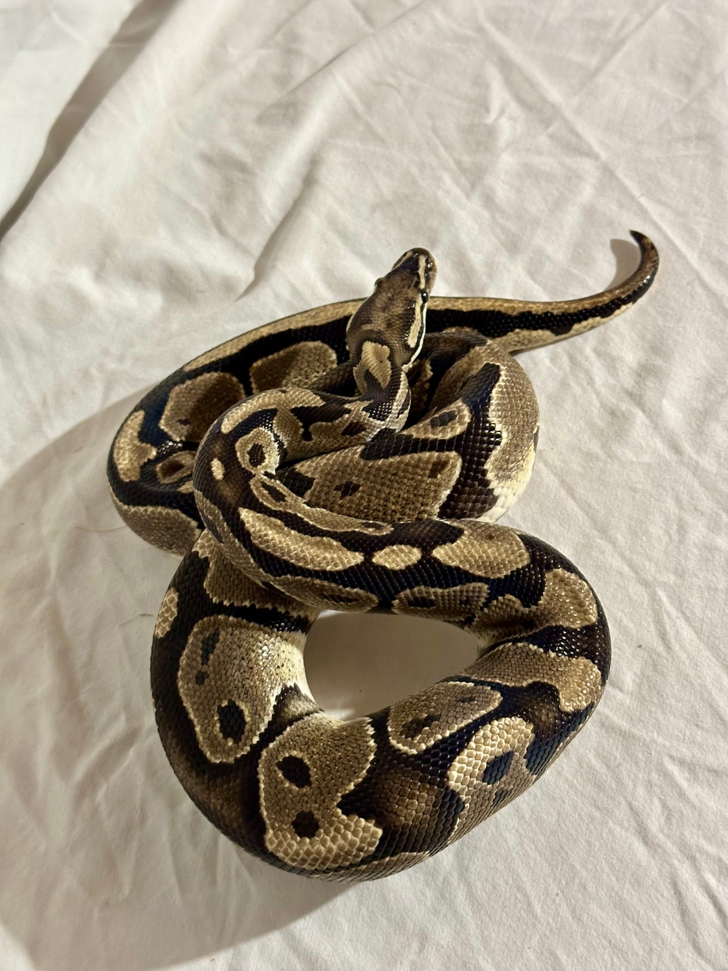 Male Vanilla Ball Python