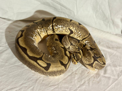Female Spider het Pied (proven breeder) Ball Python