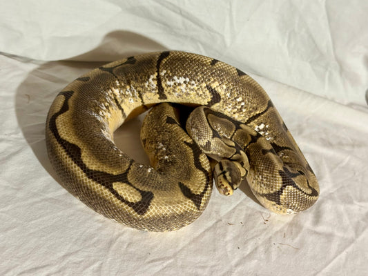 Female Spider het Pied (proven breeder) Ball Python