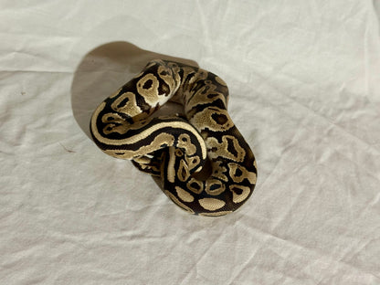 Female Het Red Axanthic Ball Python