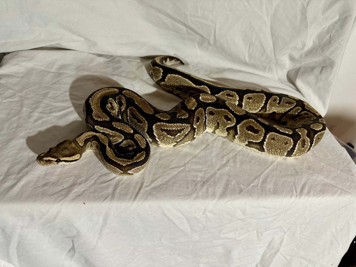 Female Fire Ball Python