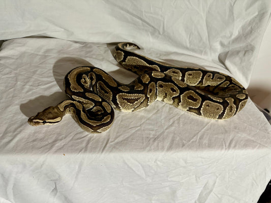 Female Fire Ball Python