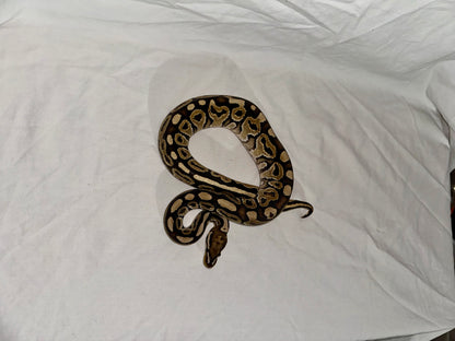 Female Het Red Axanthic Vanilla Ball Python