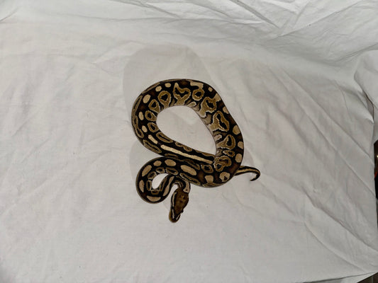 Female Het Red Axanthic Vanilla Ball Python