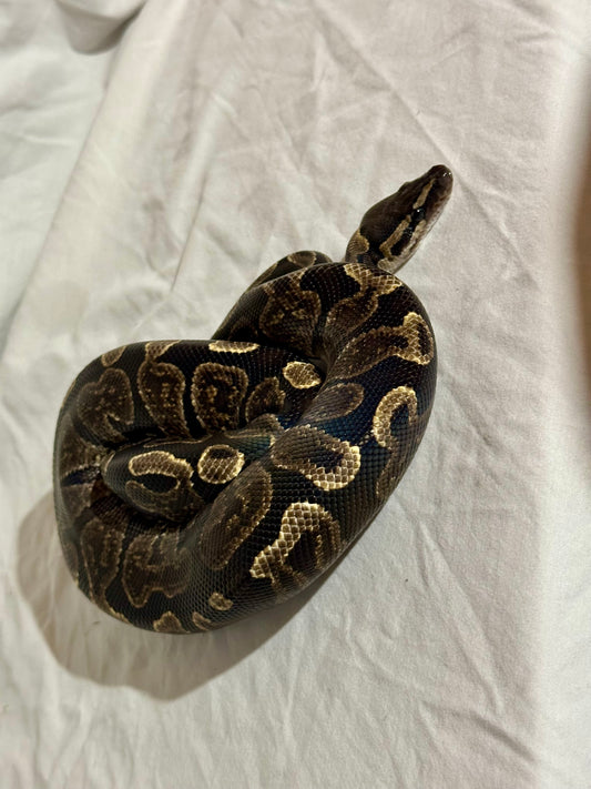 Male GHI Ball Python (Proven Breeder)
