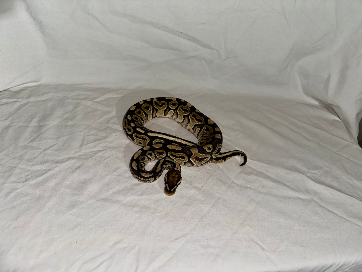 Female Het Red Axanthic Vanilla Ball Python