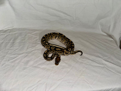 Female Het Red Axanthic Vanilla Ball Python