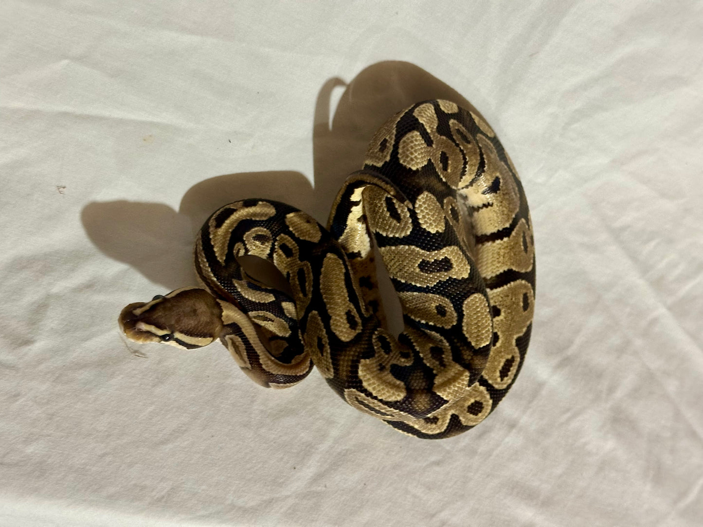 Female Vanilla Ball Python