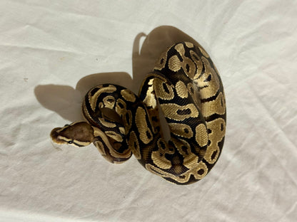 Female Vanilla Ball Python