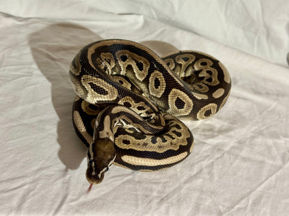 Male Red Axanthic het pied