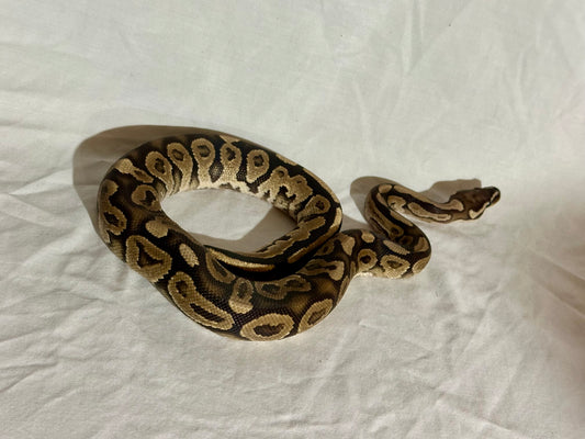 Male Het Red Axanthic Vanilla Ball Python