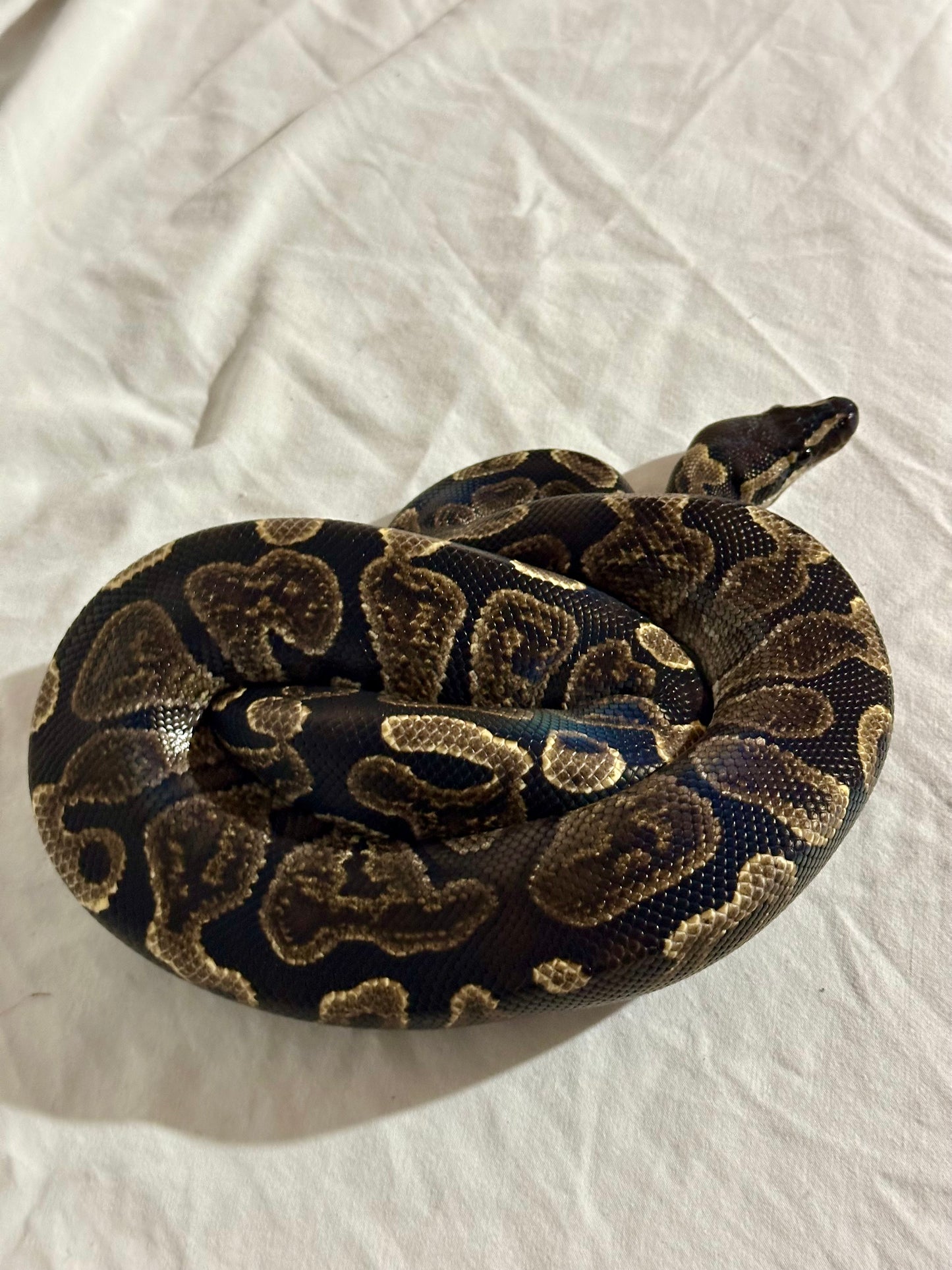 Male GHI Ball Python (Proven Breeder)