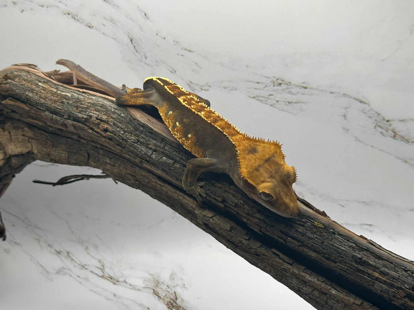Harlequin Crested Gecko NC-15M