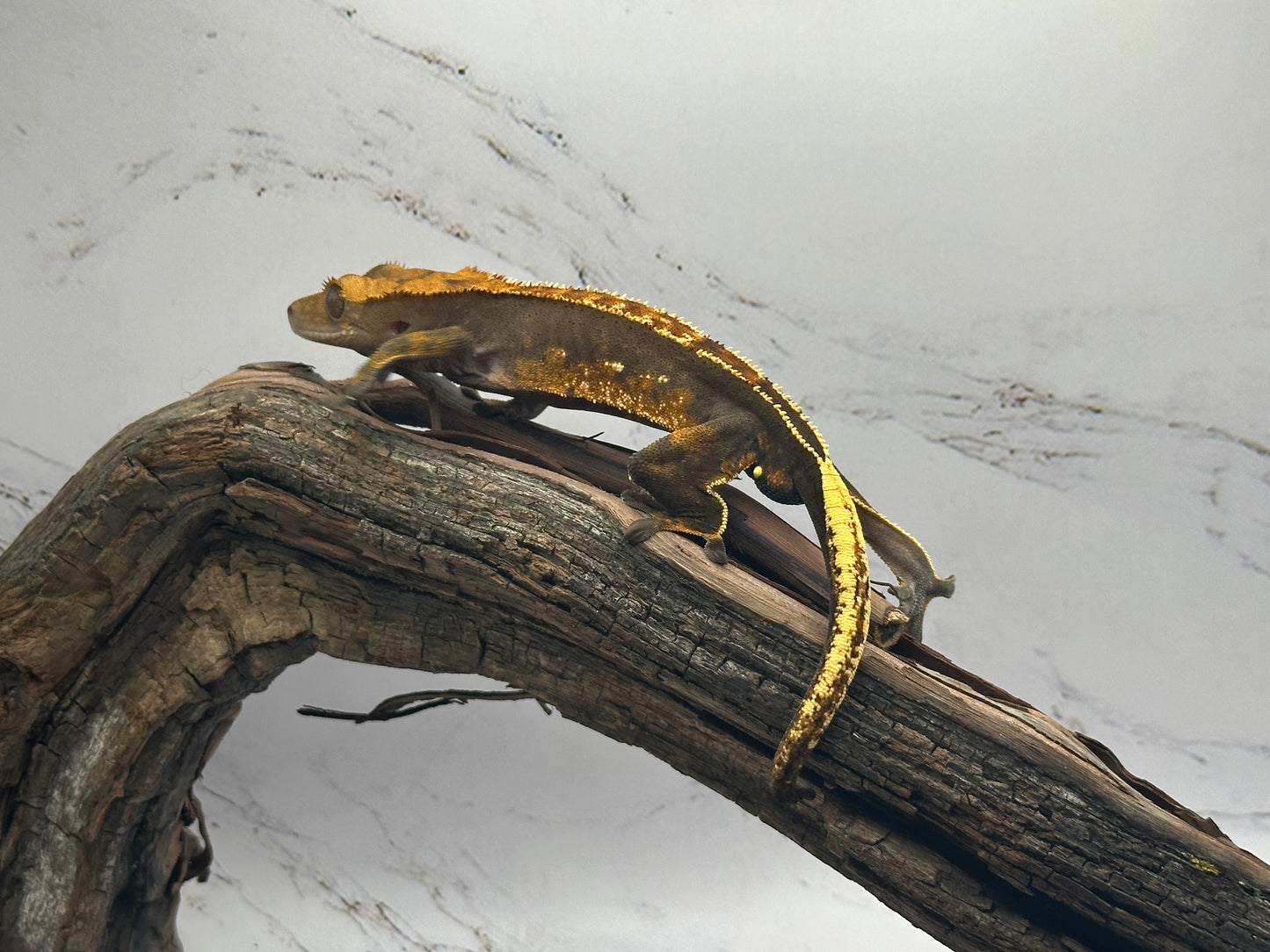 Harlequin Crested Gecko NC-15M