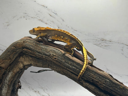 Harlequin Crested Gecko NC-15M